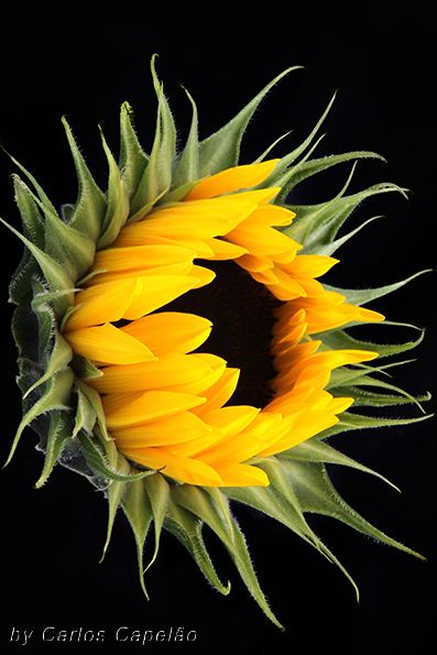 Detail Sunflower Images Gallery Nomer 32