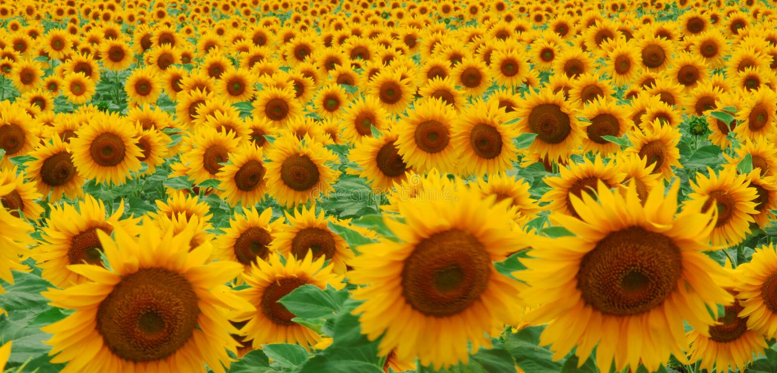Detail Sunflower Images Gallery Nomer 35