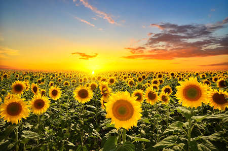 Detail Sunflower Images Gallery Nomer 36