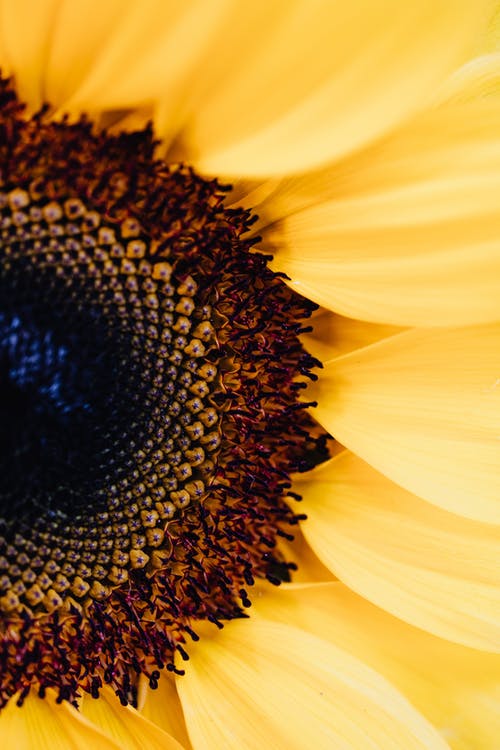 Detail Sunflower Images Gallery Nomer 37