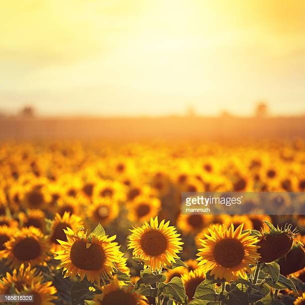 Detail Sunflower Images Gallery Nomer 39