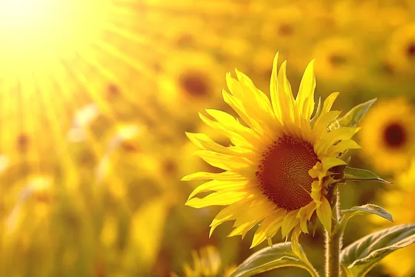 Detail Sunflower Images Gallery Nomer 45