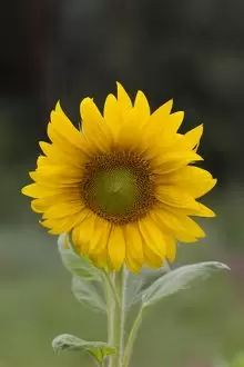 Detail Sunflower Images Gallery Nomer 49