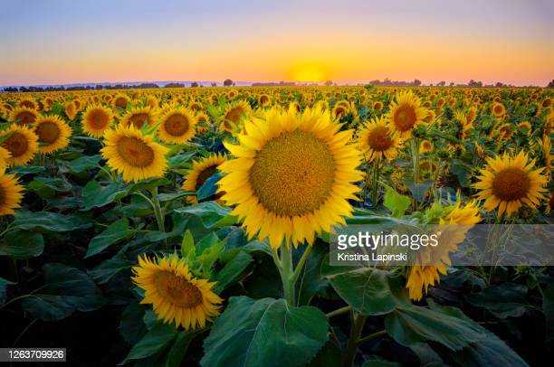 Detail Sunflower Images Gallery Nomer 50