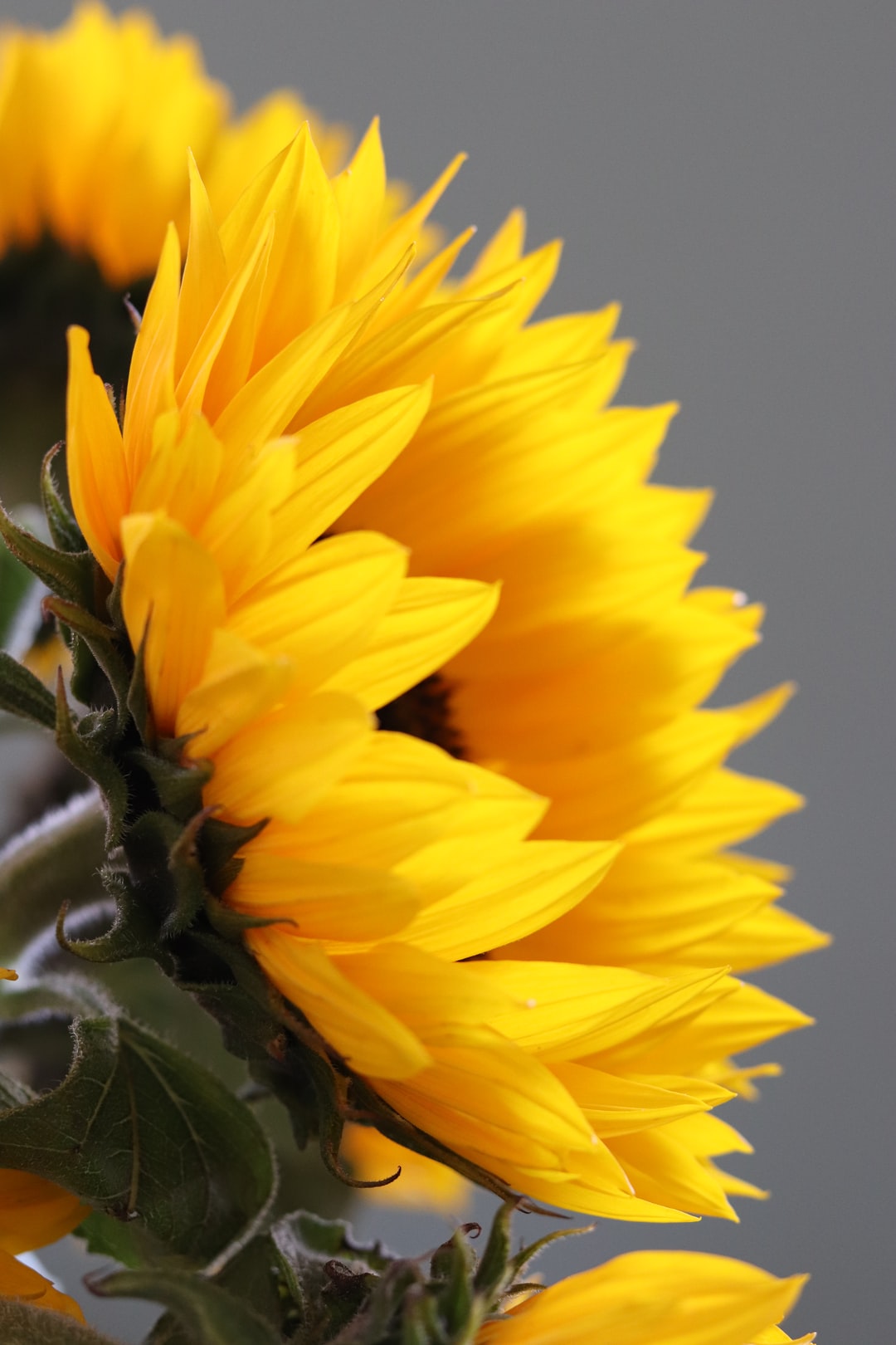 Detail Sunflower Images Gallery Nomer 52