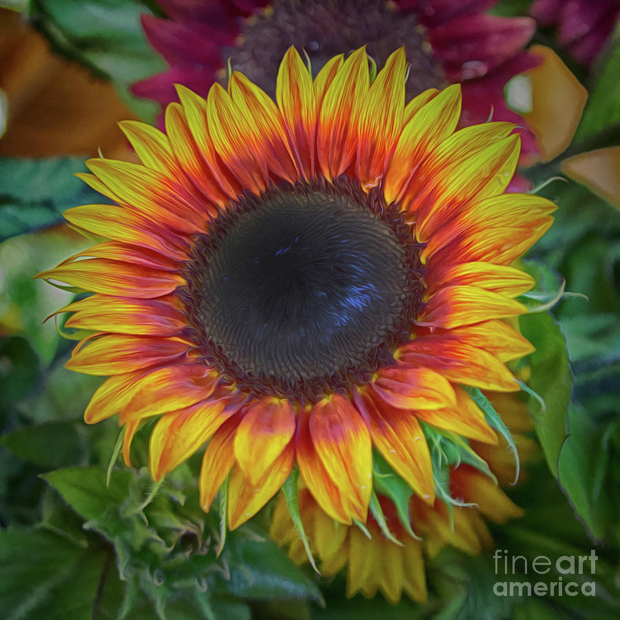 Detail Sunflower Images Gallery Nomer 53