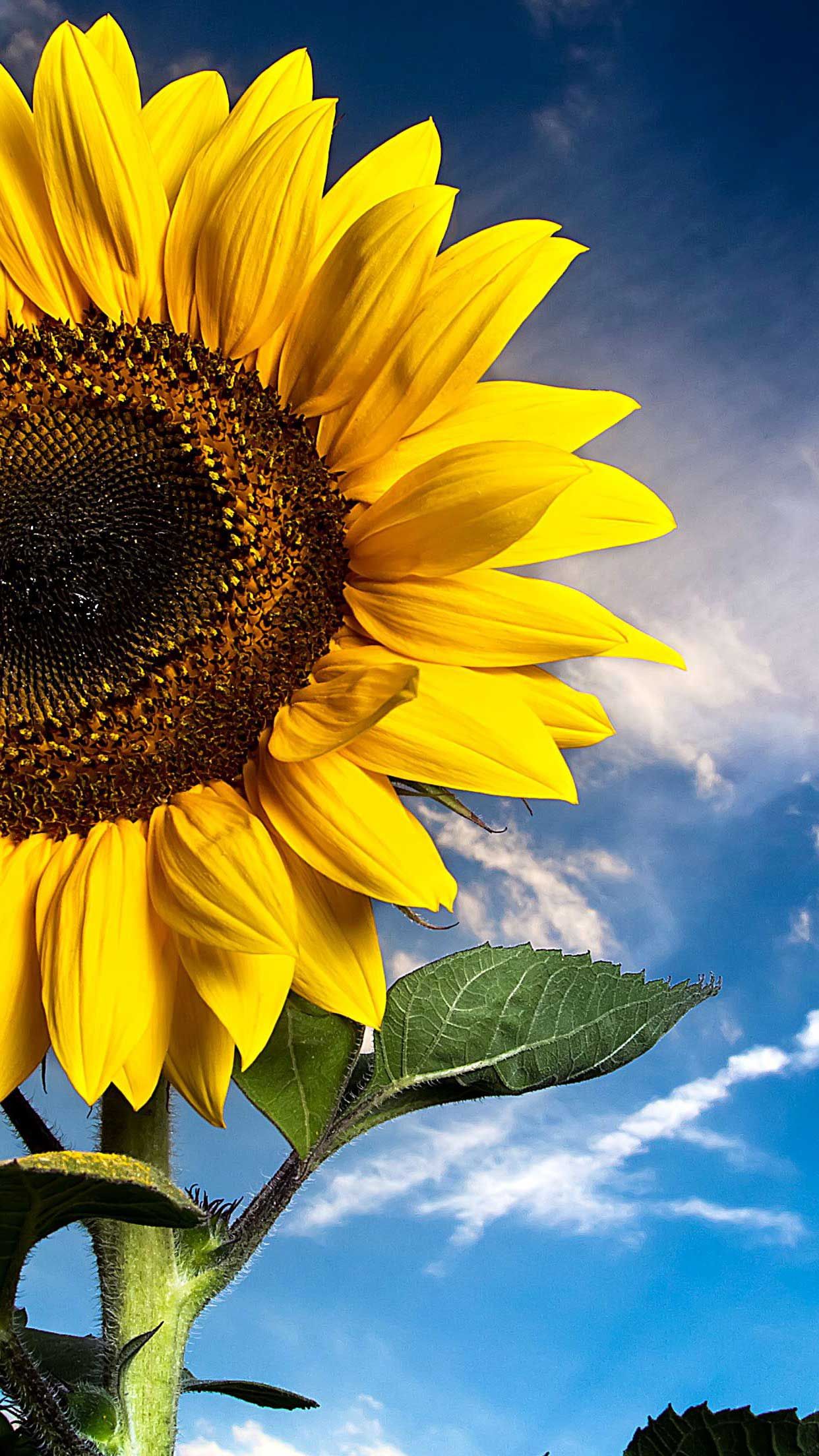 Detail Sunflower Images Gallery Nomer 8