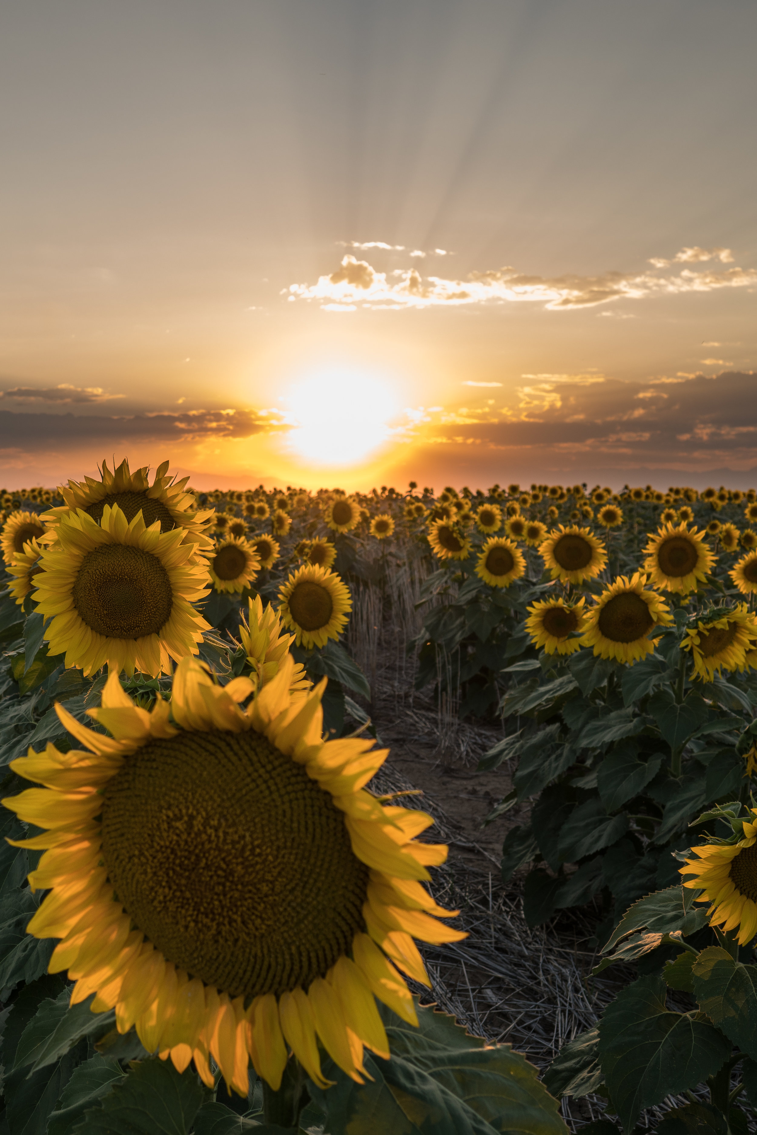 Detail Sunflower Images Gallery Nomer 10