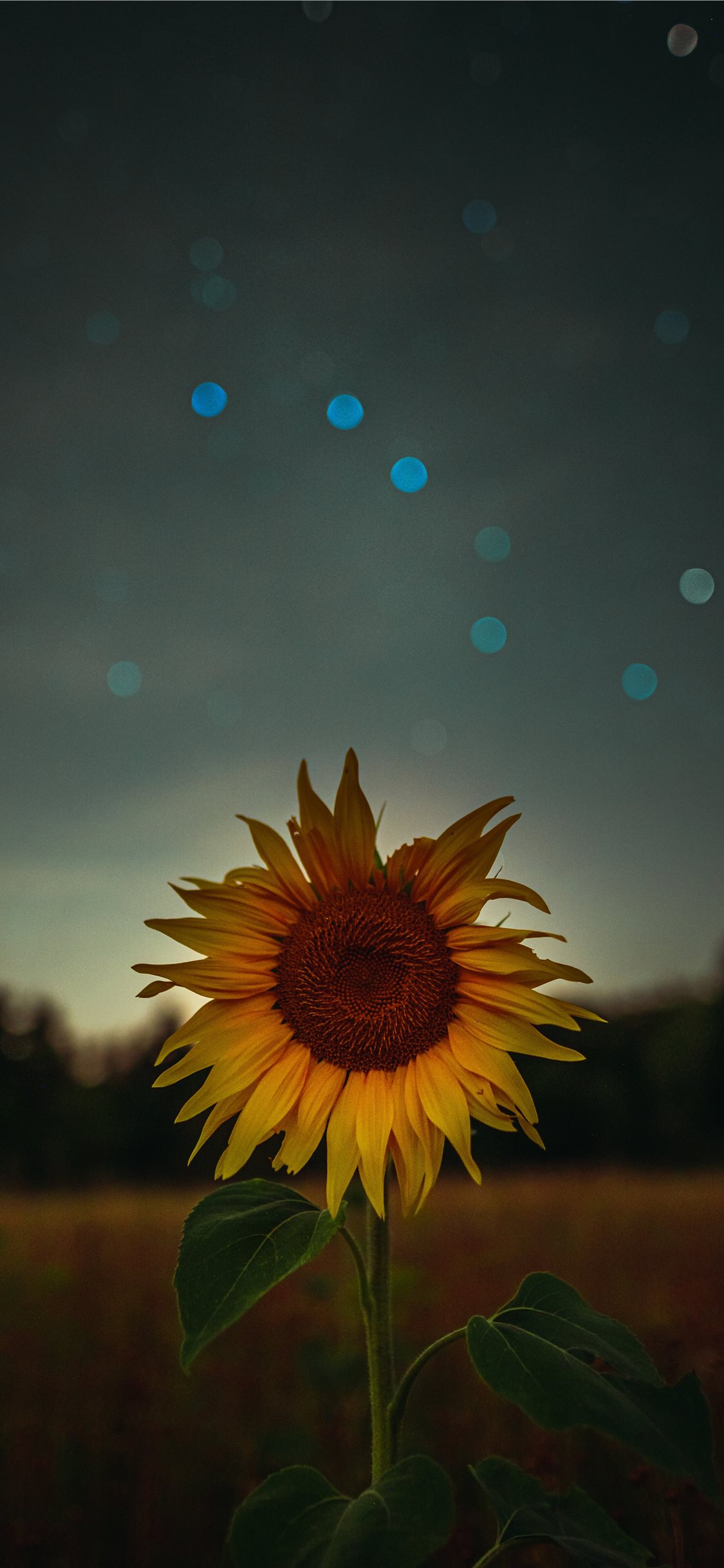 Detail Sunflower Iphone 11 Wallpaper Nomer 16