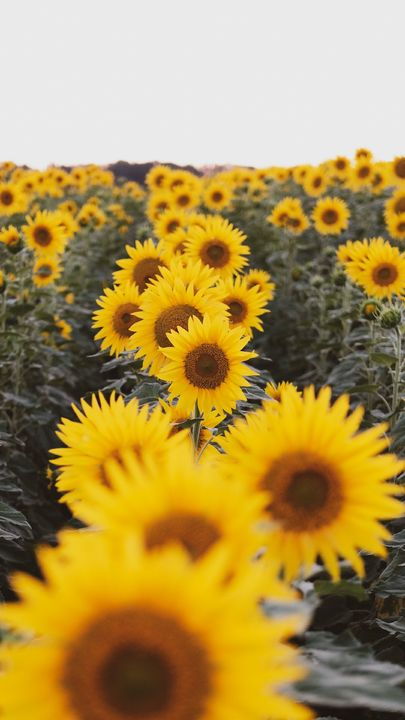 Detail Sunflower Iphone 11 Wallpaper Nomer 25