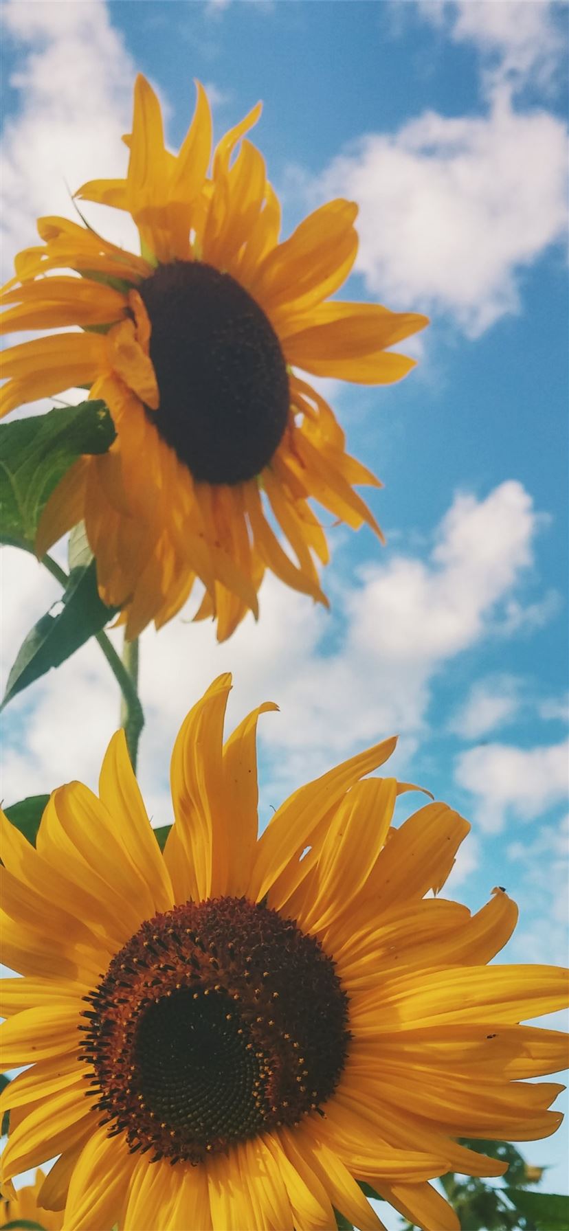 Detail Sunflower Iphone 11 Wallpaper Nomer 4