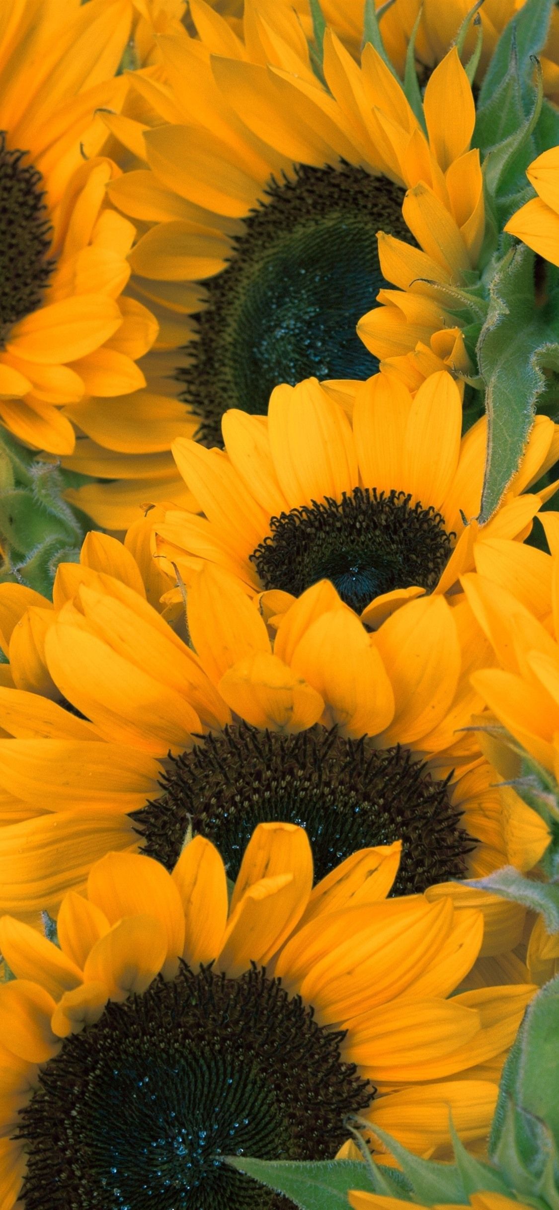 Detail Sunflower Iphone 11 Wallpaper Nomer 29