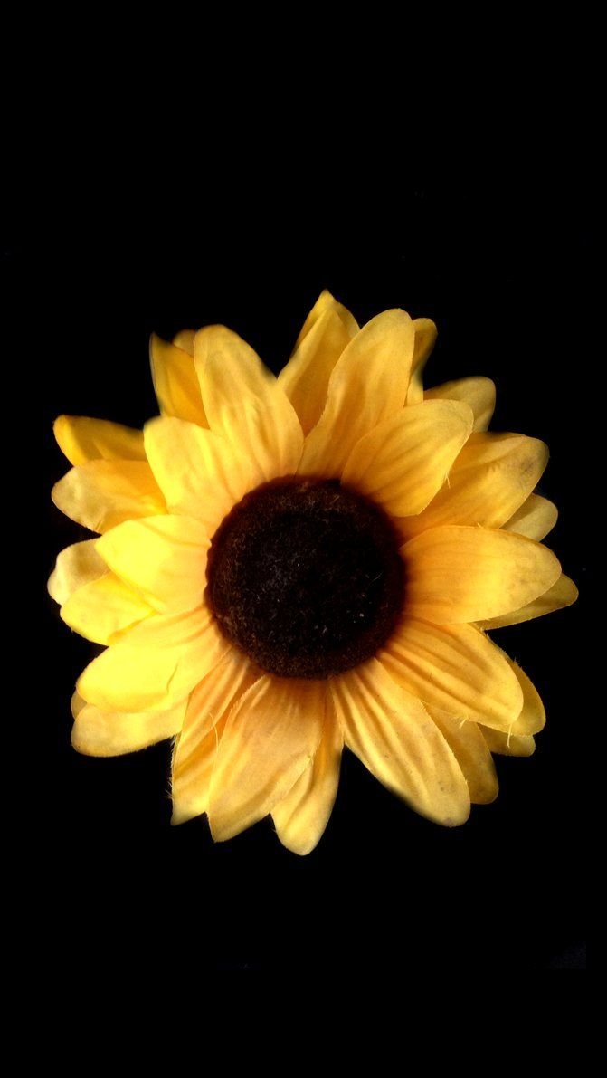 Detail Sunflower Iphone 11 Wallpaper Nomer 30