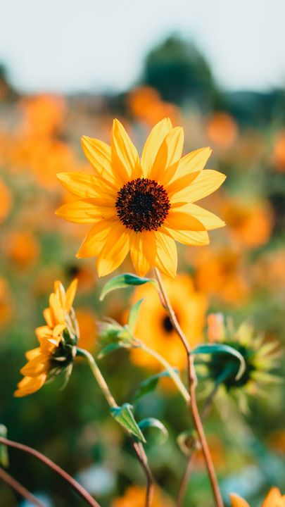 Detail Sunflower Iphone 11 Wallpaper Nomer 33