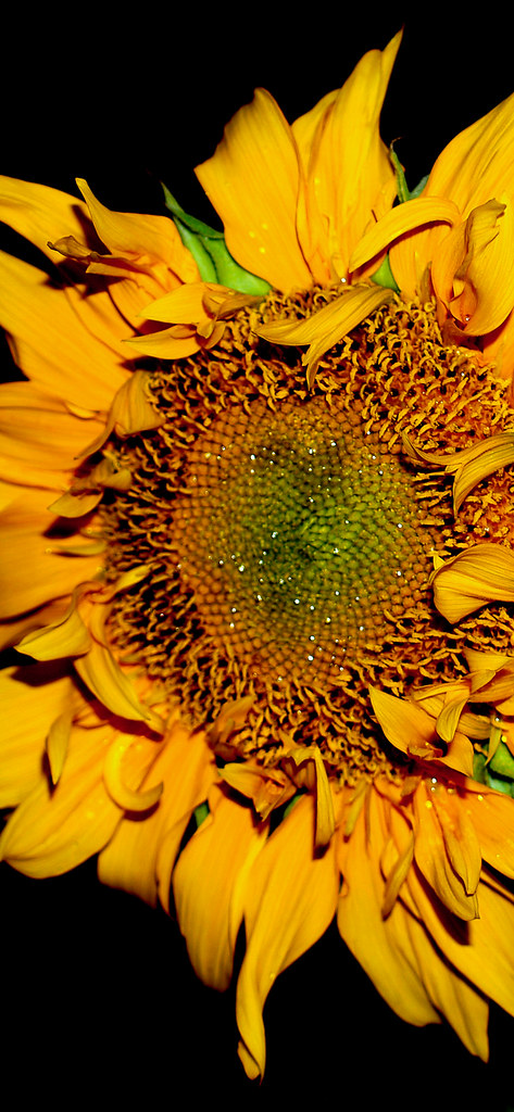 Detail Sunflower Iphone 11 Wallpaper Nomer 38