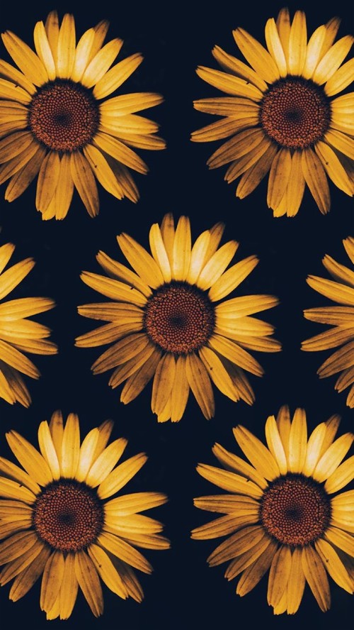 Detail Sunflower Iphone 11 Wallpaper Nomer 41