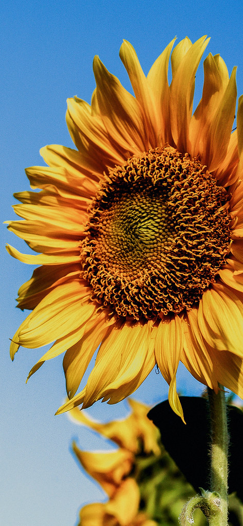 Detail Sunflower Iphone 11 Wallpaper Nomer 42