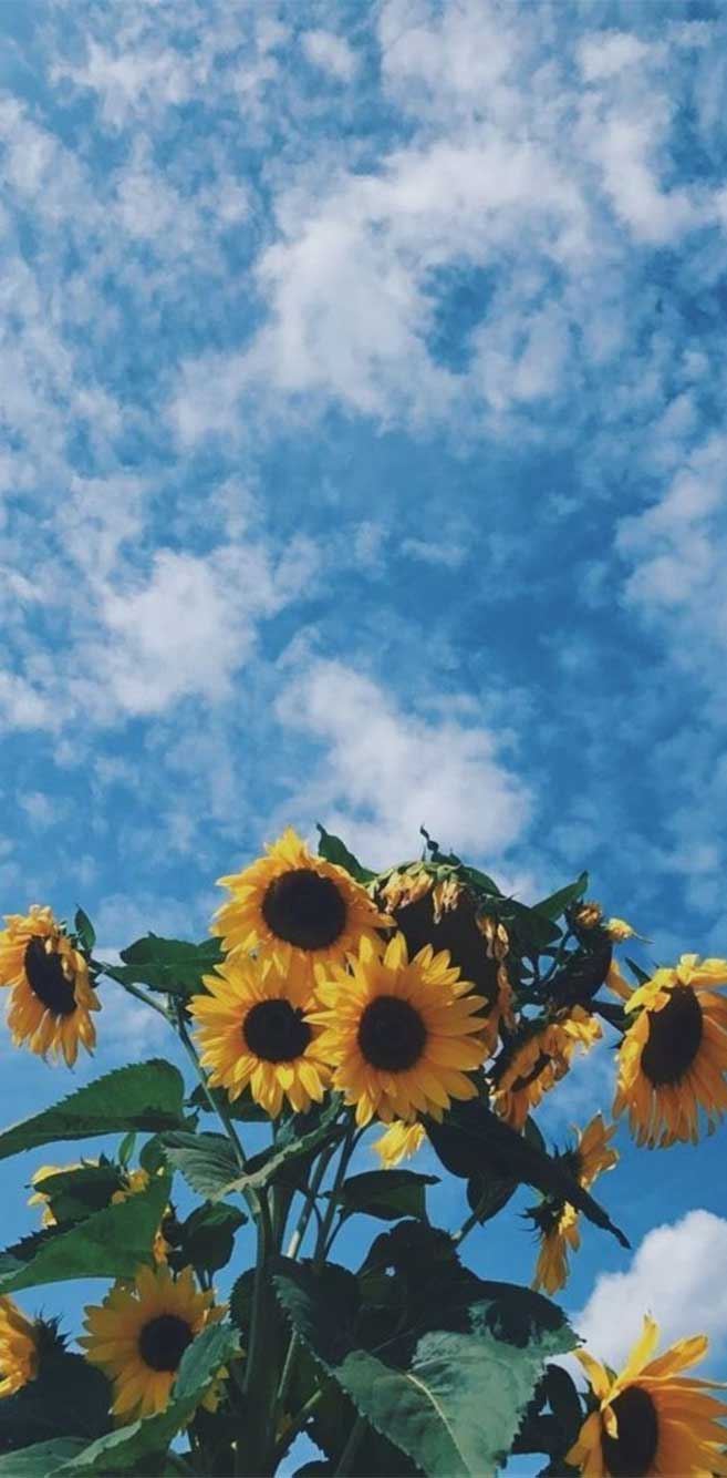 Detail Sunflower Iphone 11 Wallpaper Nomer 45