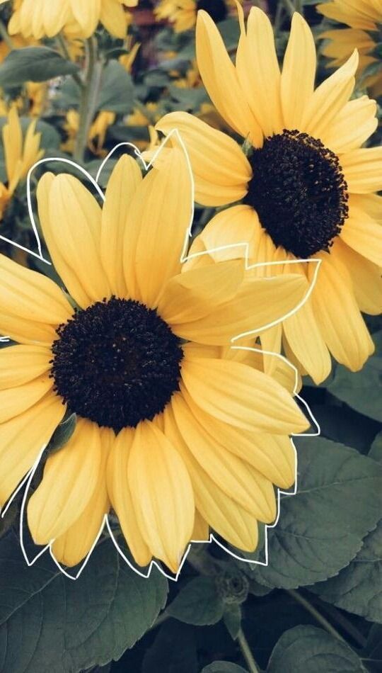 Detail Sunflower Iphone 11 Wallpaper Nomer 6