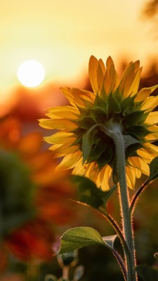 Detail Sunflower Iphone 11 Wallpaper Nomer 54