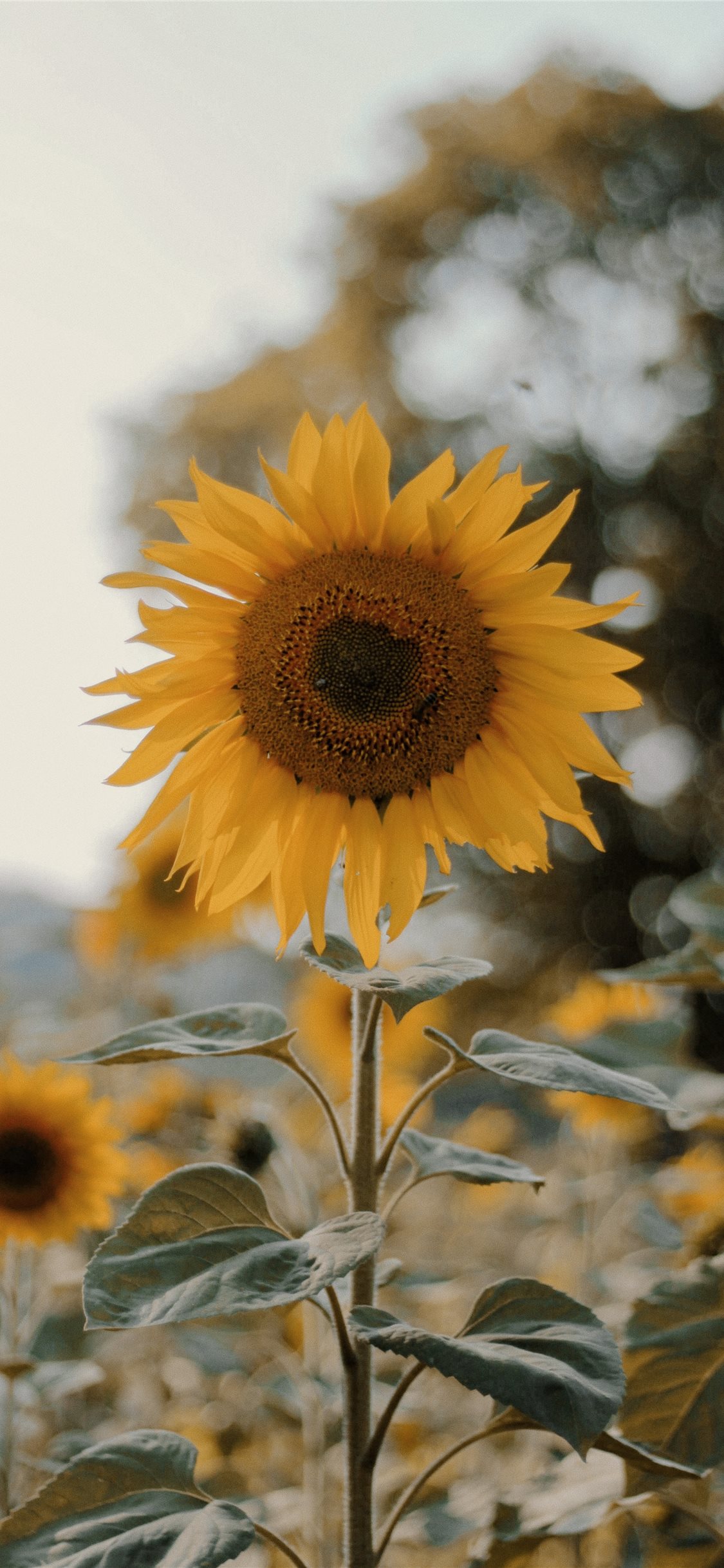 Detail Sunflower Iphone 11 Wallpaper Nomer 9