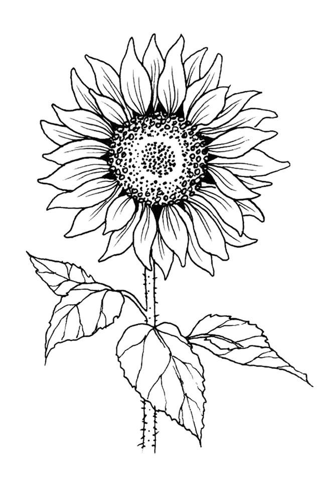 Detail Sunflower Outline Png Nomer 11