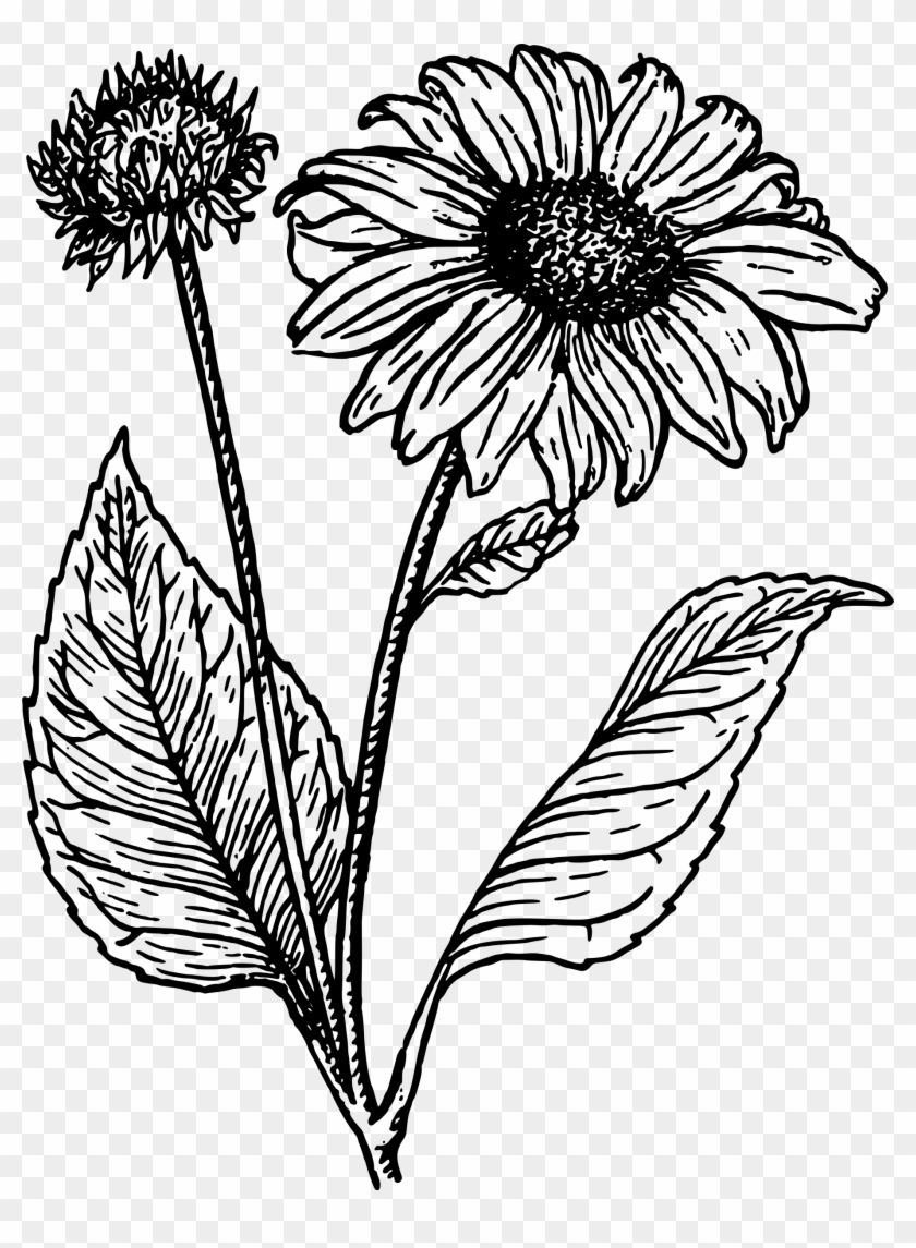 Detail Sunflower Outline Png Nomer 30