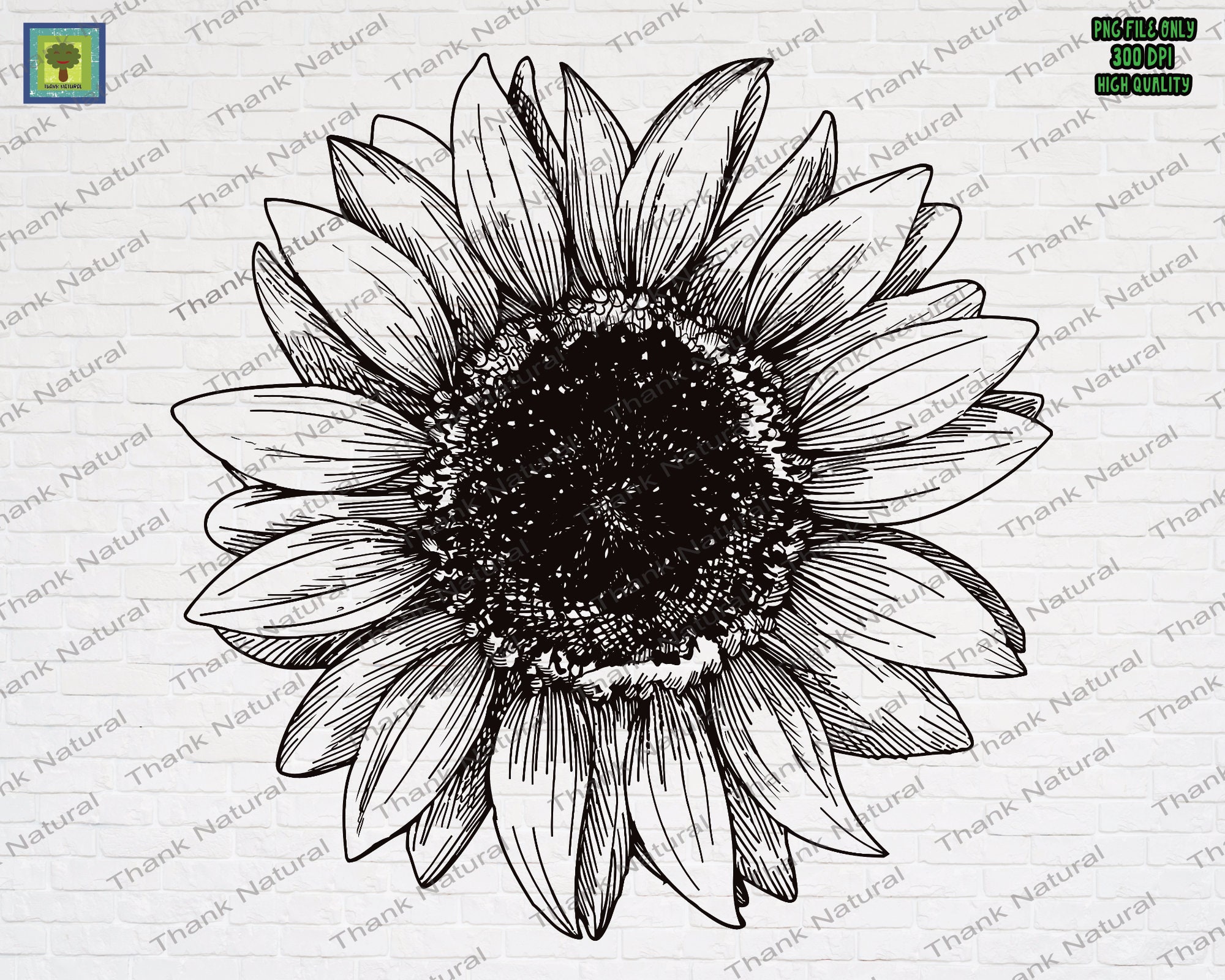 Download Sunflower Outline Png Nomer 36