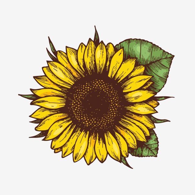 Detail Sunflower Outline Png Nomer 38