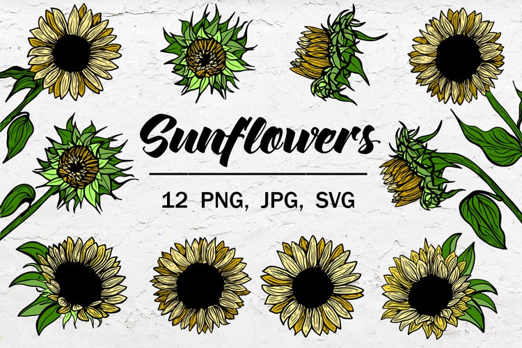 Detail Sunflower Outline Png Nomer 46