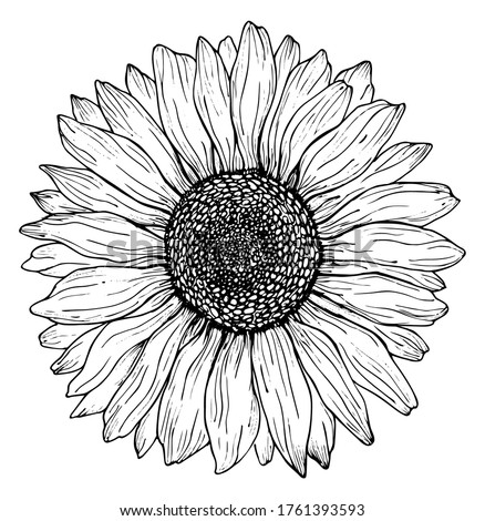 Detail Sunflower Outline Png Nomer 47