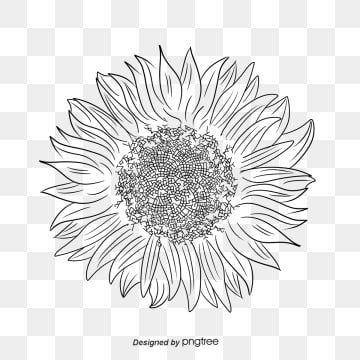 Download Sunflower Outline Png Nomer 53