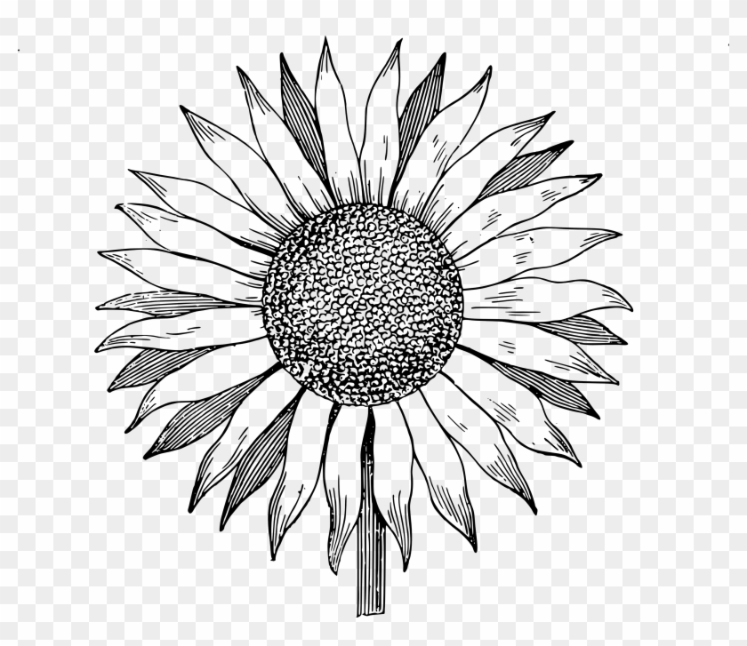 Detail Sunflower Outline Png Nomer 8