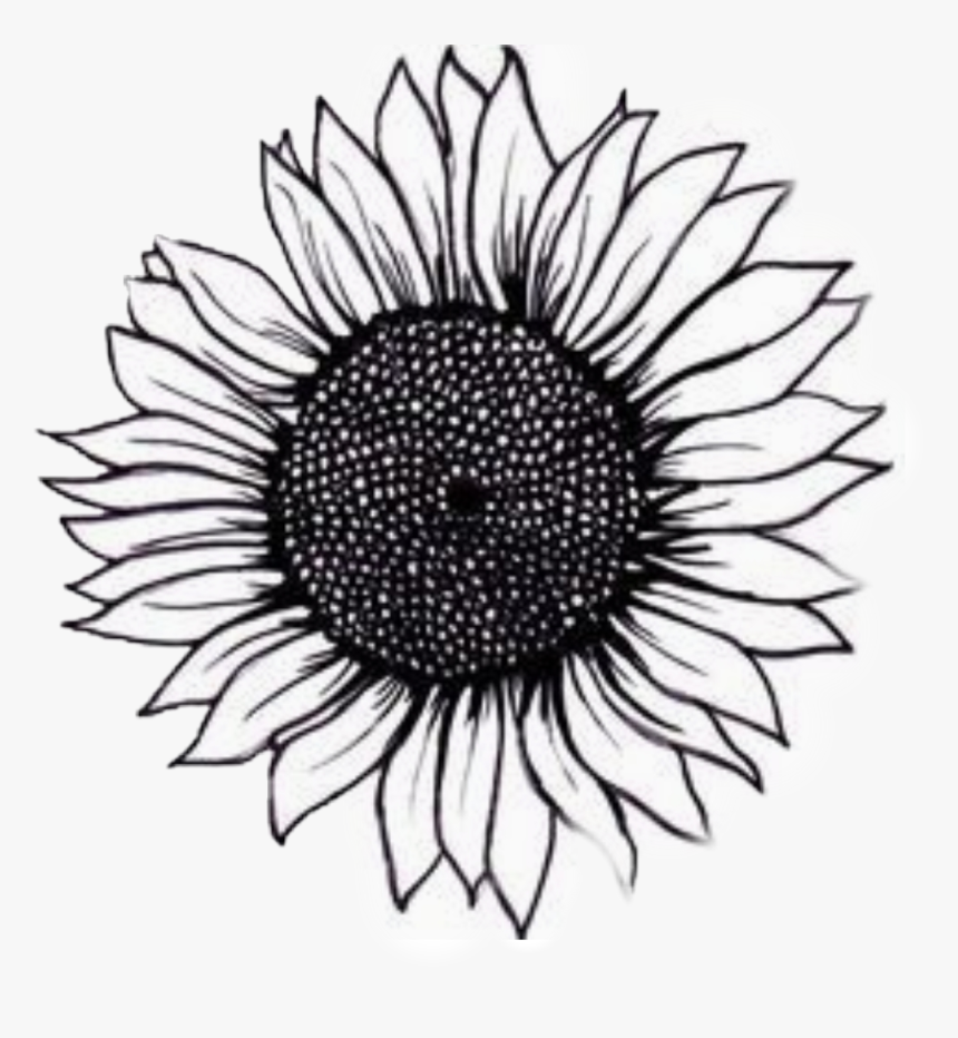 Detail Sunflower Outline Png Nomer 10