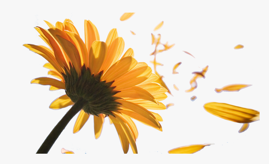 Sunflower Petals Png - KibrisPDR