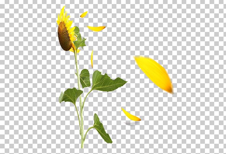 Detail Sunflower Petals Png Nomer 14