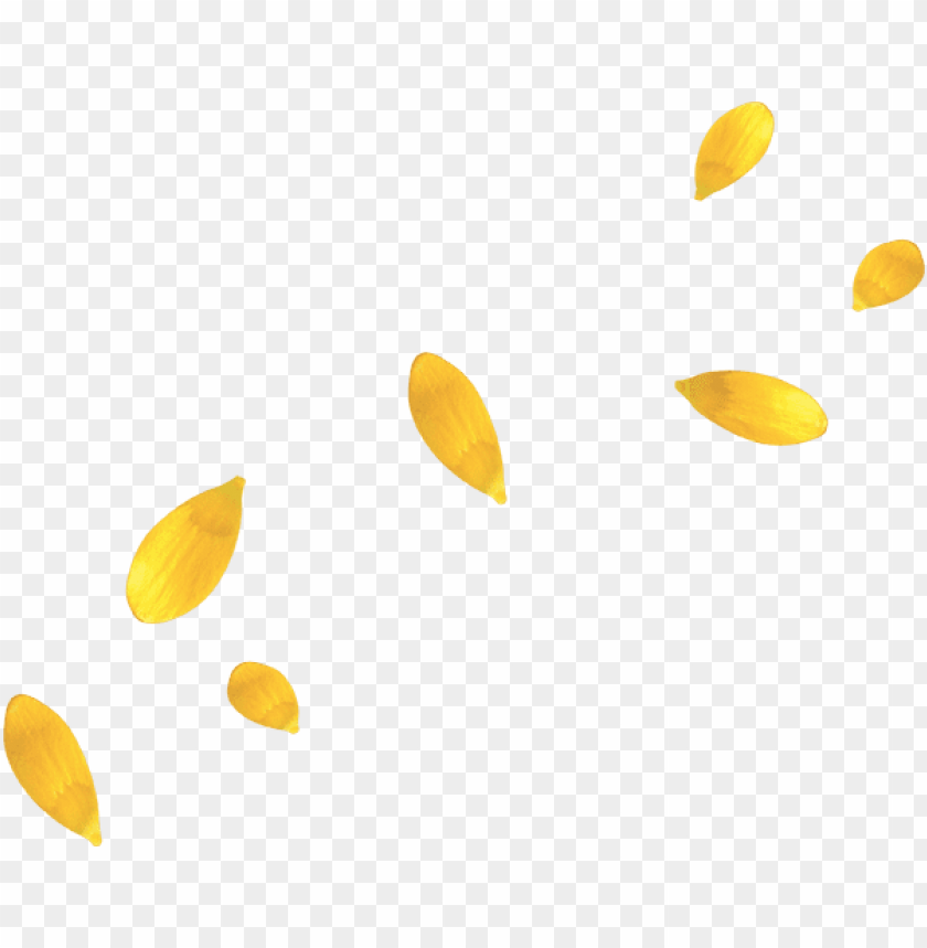 Detail Sunflower Petals Png Nomer 3