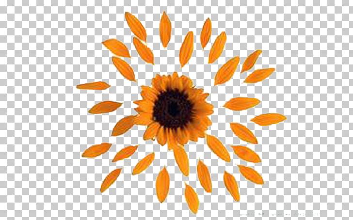 Detail Sunflower Petals Png Nomer 23