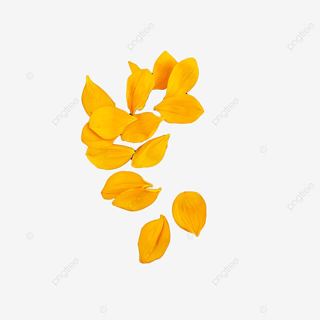 Detail Sunflower Petals Png Nomer 27