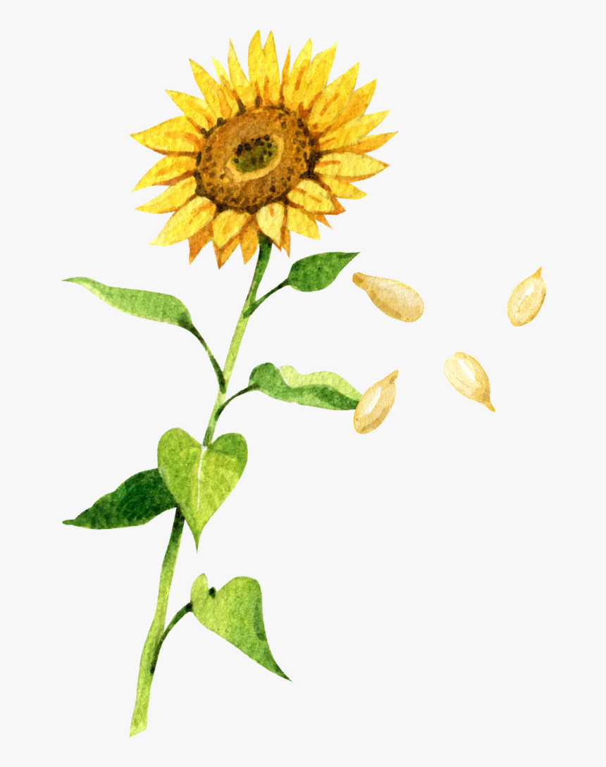 Detail Sunflower Petals Png Nomer 32