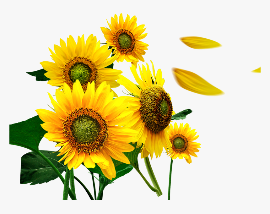 Detail Sunflower Petals Png Nomer 8