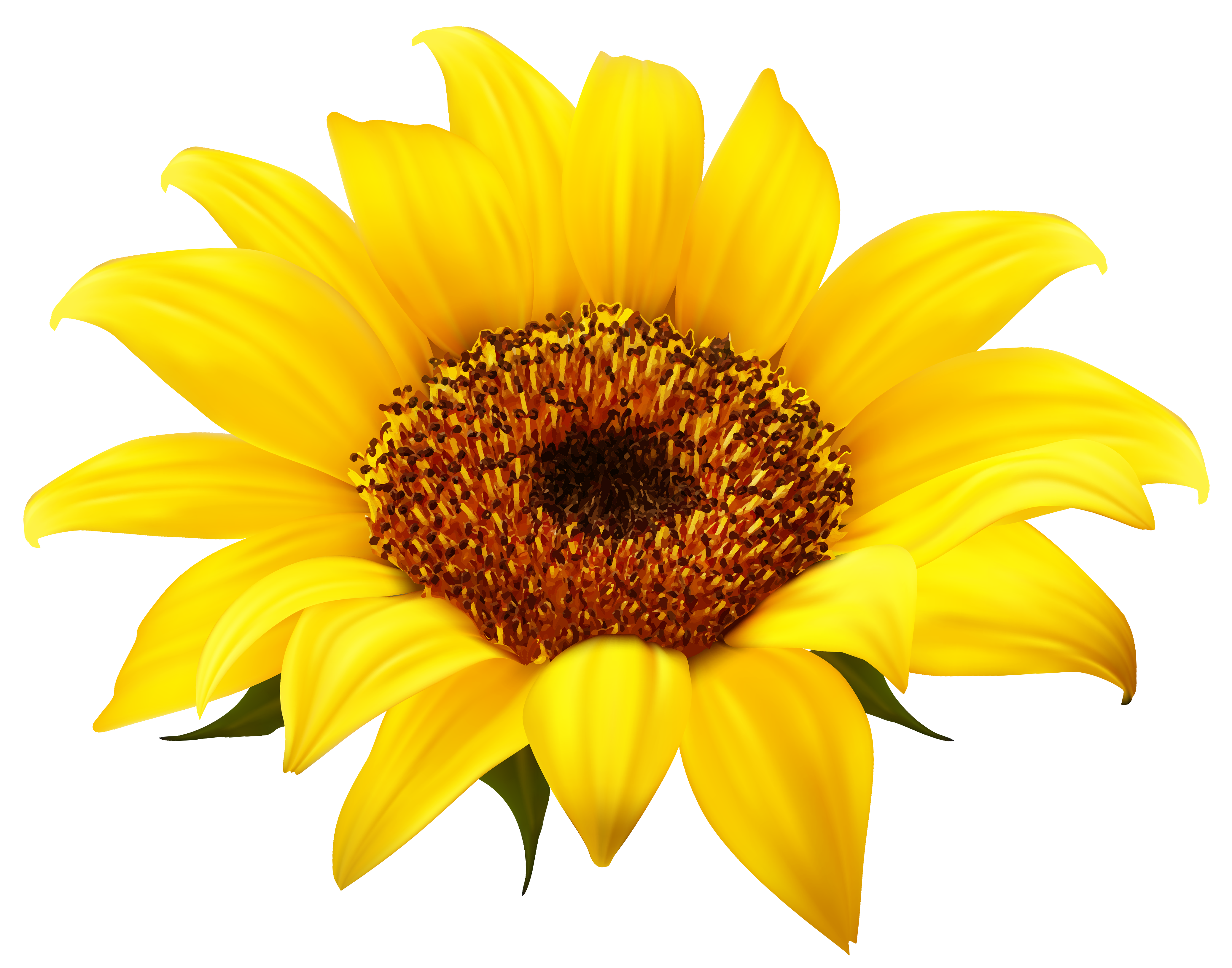 Detail Sunflower Photos Free Nomer 54