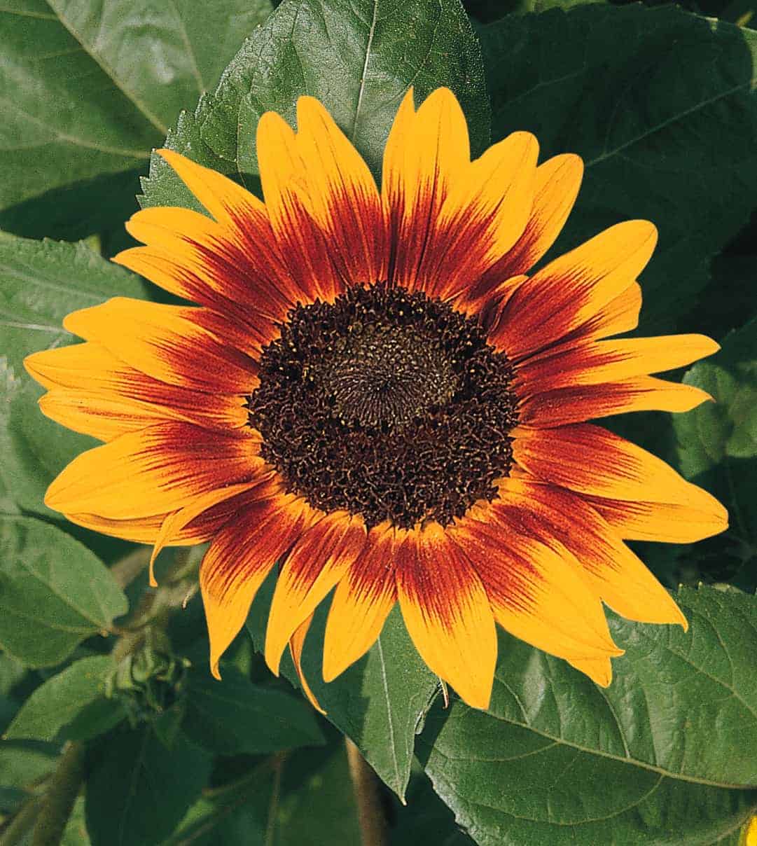 Detail Sunflower Pic Nomer 10