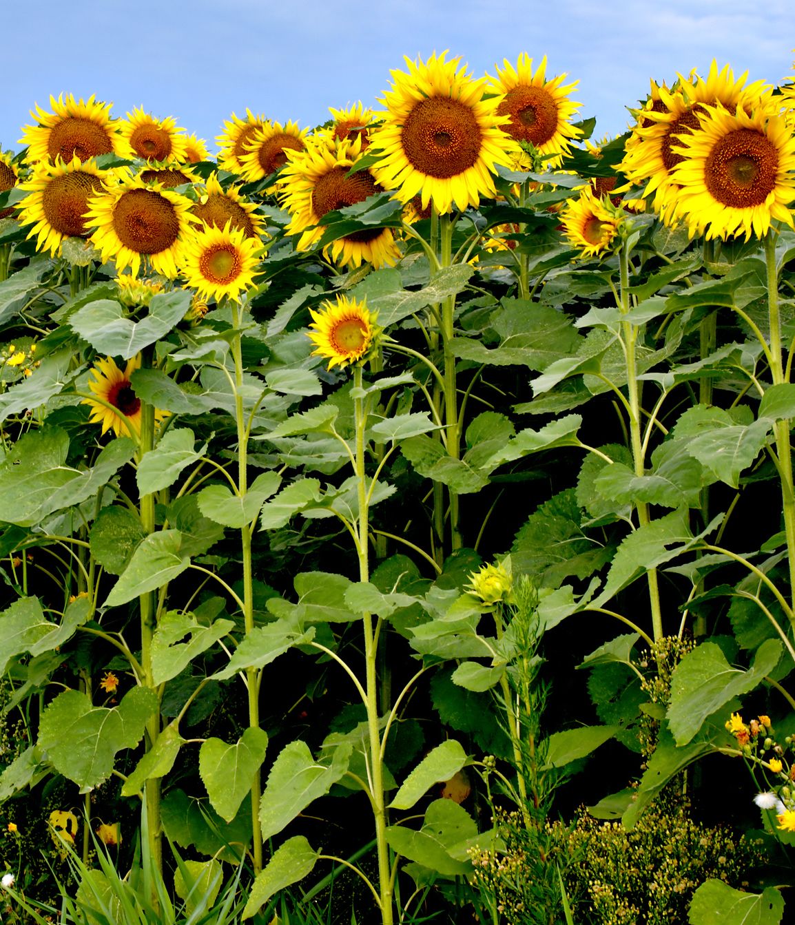 Detail Sunflower Pic Nomer 5