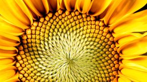 Detail Sunflower Pic Nomer 47