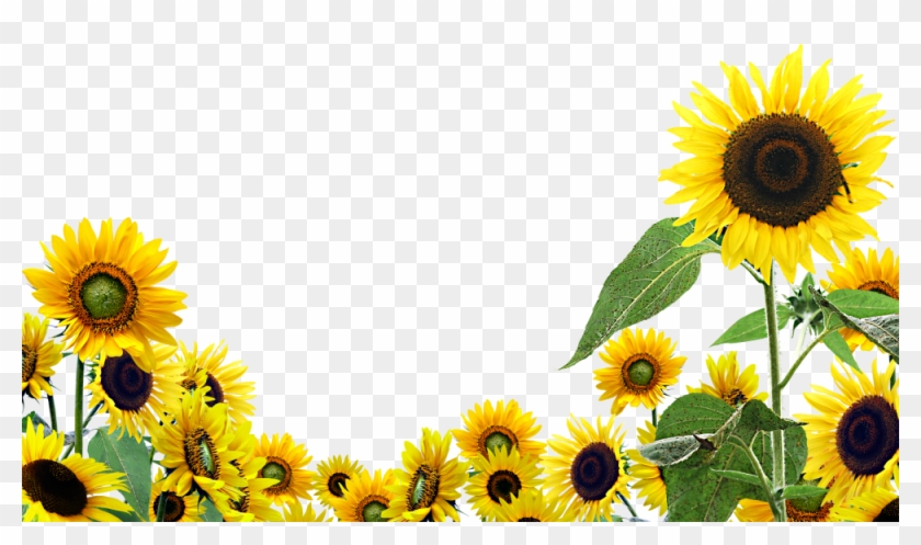 Detail Sunflower Pics Free Nomer 30