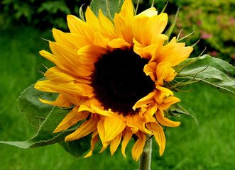 Detail Sunflower Pics Free Nomer 37