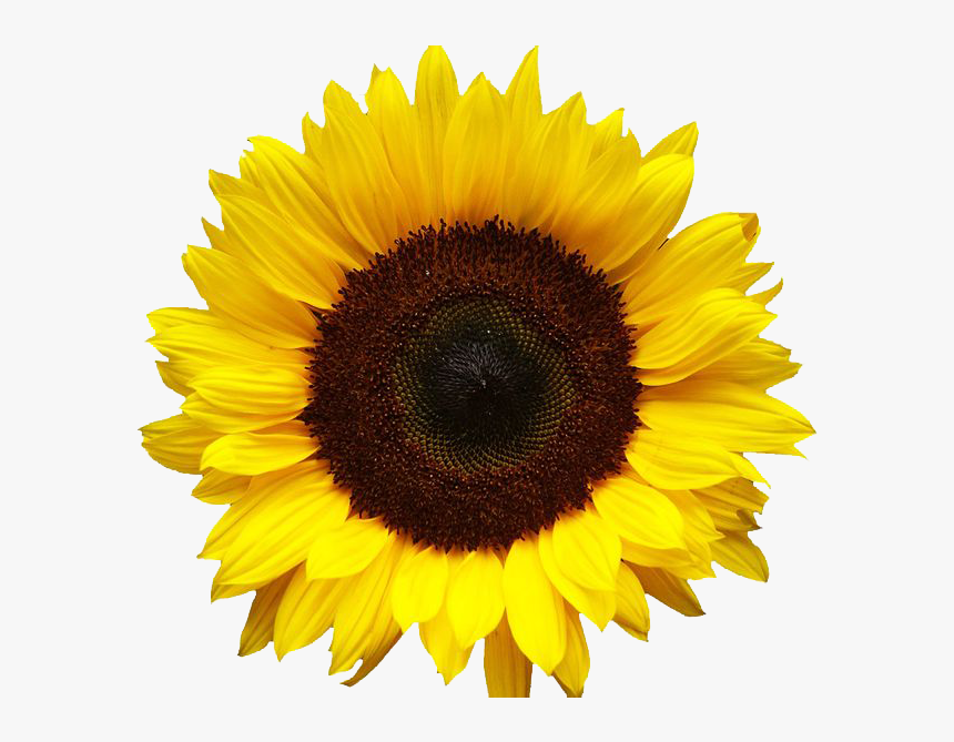 Detail Sunflower Pics Free Nomer 40