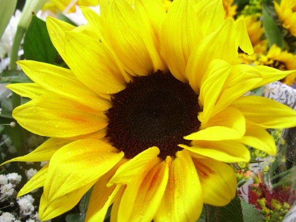 Detail Sunflower Pics Free Nomer 52