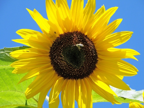 Detail Sunflower Pictures Free Download Nomer 11
